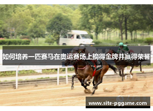如何培养一匹赛马在奥运赛场上摘得金牌并赢得荣誉